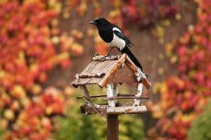 Vogelhäuschen